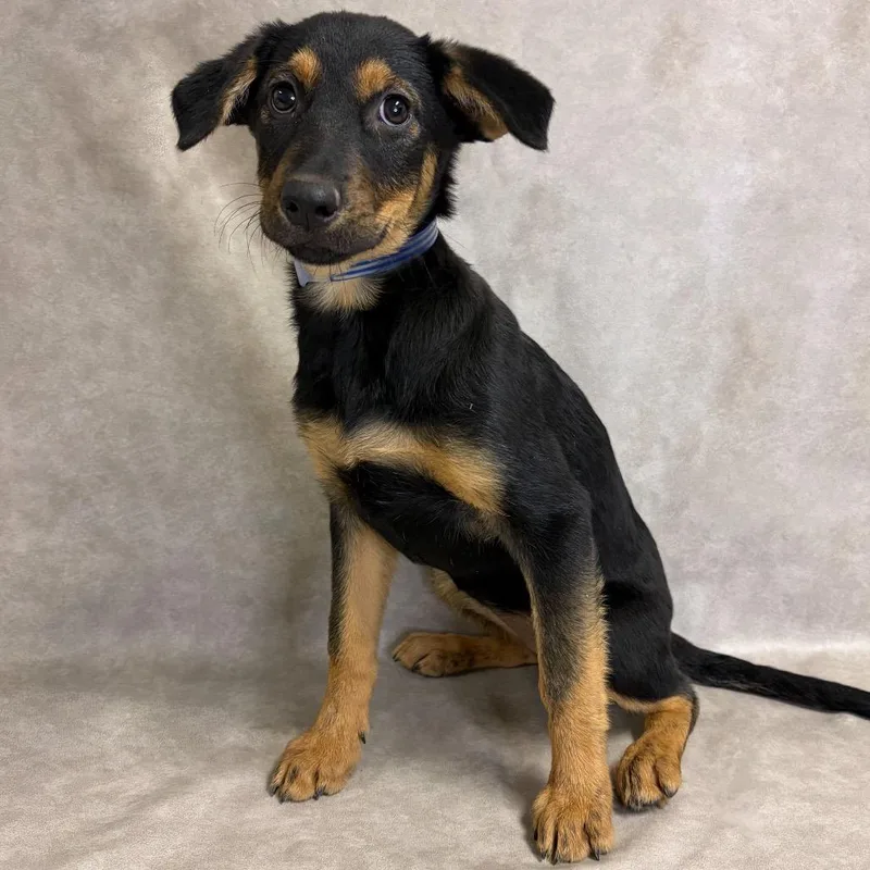 A baby small-sized female Labrador Retriever dog named Lantern for adoption in Parker, CO