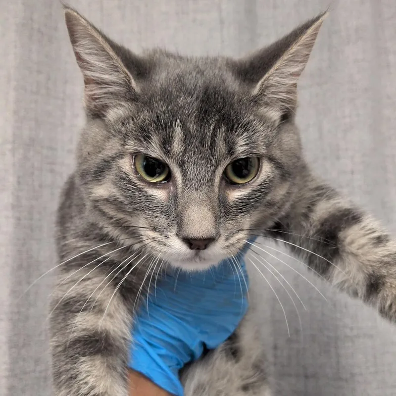 A baby medium-sized male Gray / Blue / Silver Domestic Short Hair cat named Slate for adoption in Hattiesburg, MS