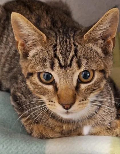 A baby small-sized male Brown / Chocolate Domestic Short Hair cat named Macaw for adoption in Sacramento, CA
