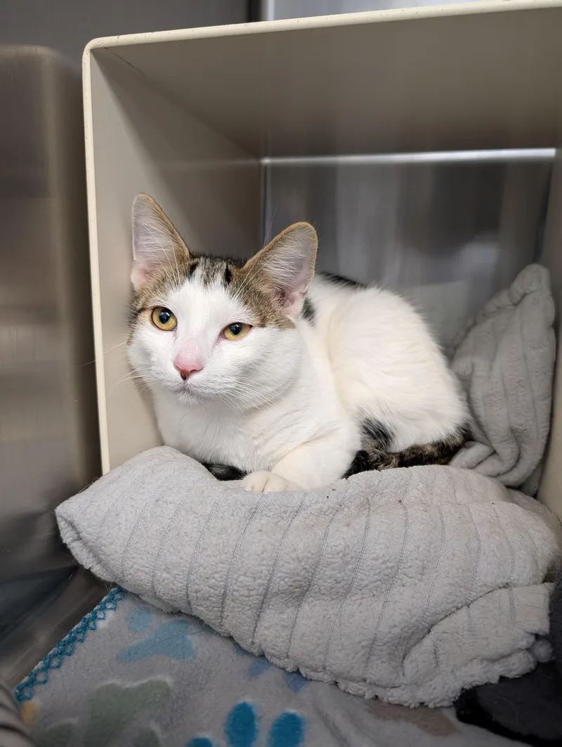 A young medium-sized male Domestic Short Hair cat named Mozzarella for adoption in Mount Pleasant, MI