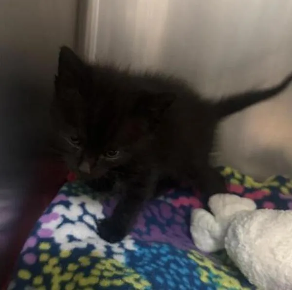 A baby medium-sized male Domestic Short Hair cat named Malted Milkshake for adoption in Escondido, CA
