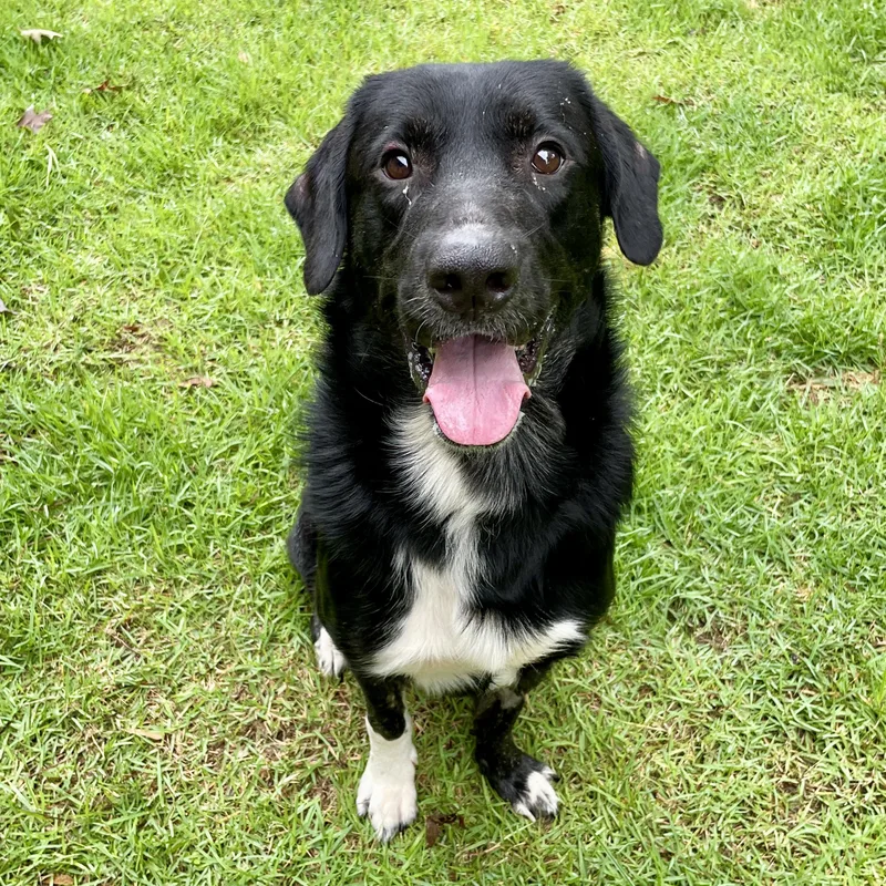 An adult large-sized male Black Labrador Retriever dog named Sinatra for adoption in Willington, CT