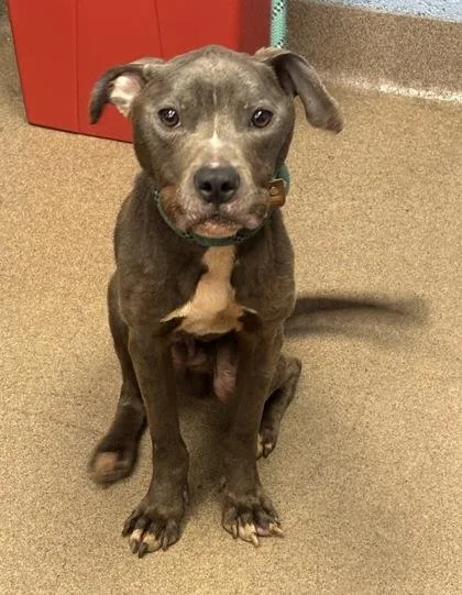 An adult medium-sized male Mixed Breed dog named Baritone for adoption in Chamblee, GA