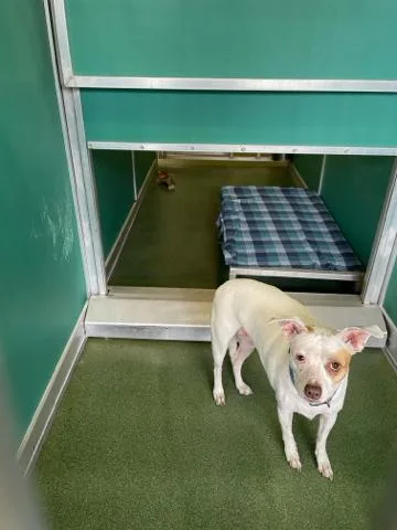 An adult medium-sized female Mixed Breed dog named Buttercup for adoption in West Palm Beach, FL