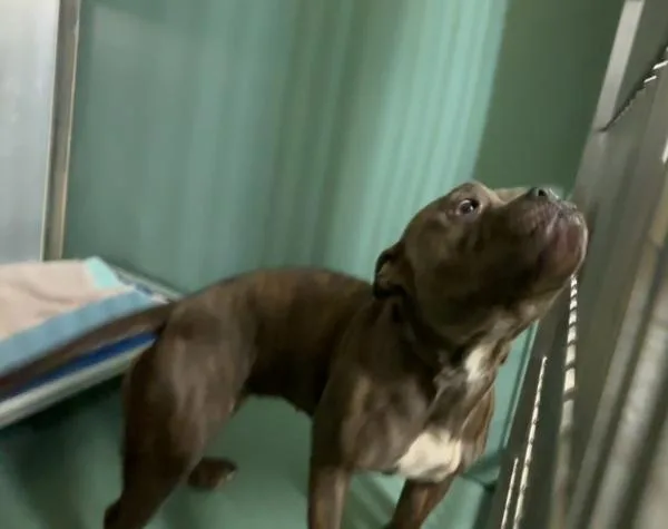 An adult medium-sized female Mixed Breed dog named Wiggle Girl for adoption in New York, NY
