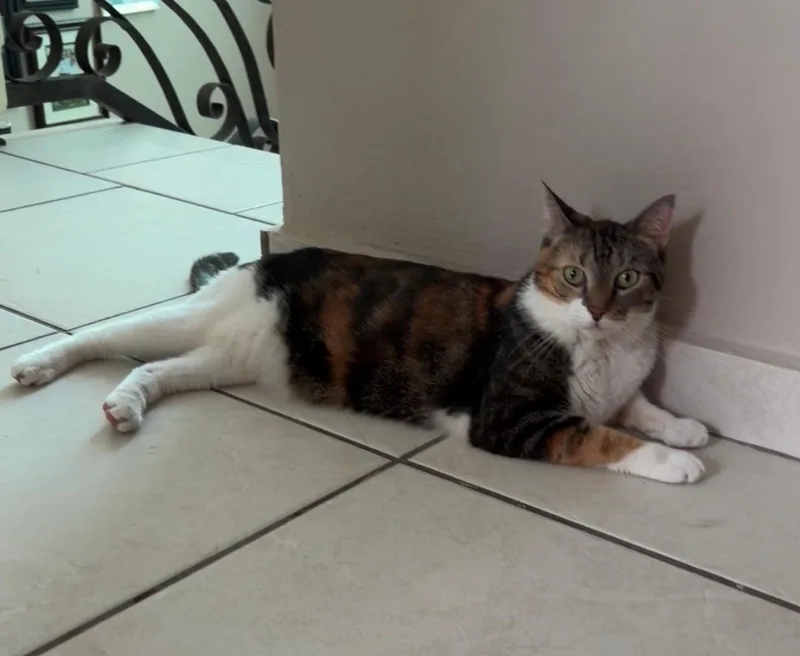 A young large-sized female Orange / Red Calico cat named Chloe for adoption in Huntington, NY
