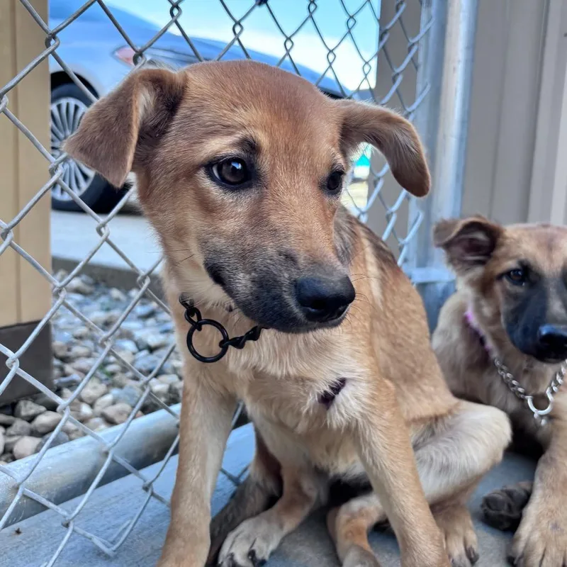 A young medium-sized female Brown / Chocolate Mixed Breed dog named Follie for adoption in Bismarck, ND