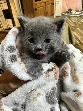A baby small-sized male Domestic Short Hair cat named Pepper for adoption in Grand Rapids, MI
