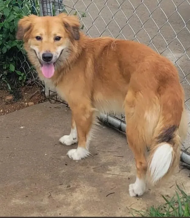A baby medium-sized male Golden Retriever dog named Diego for adoption in Lewis Center, OH