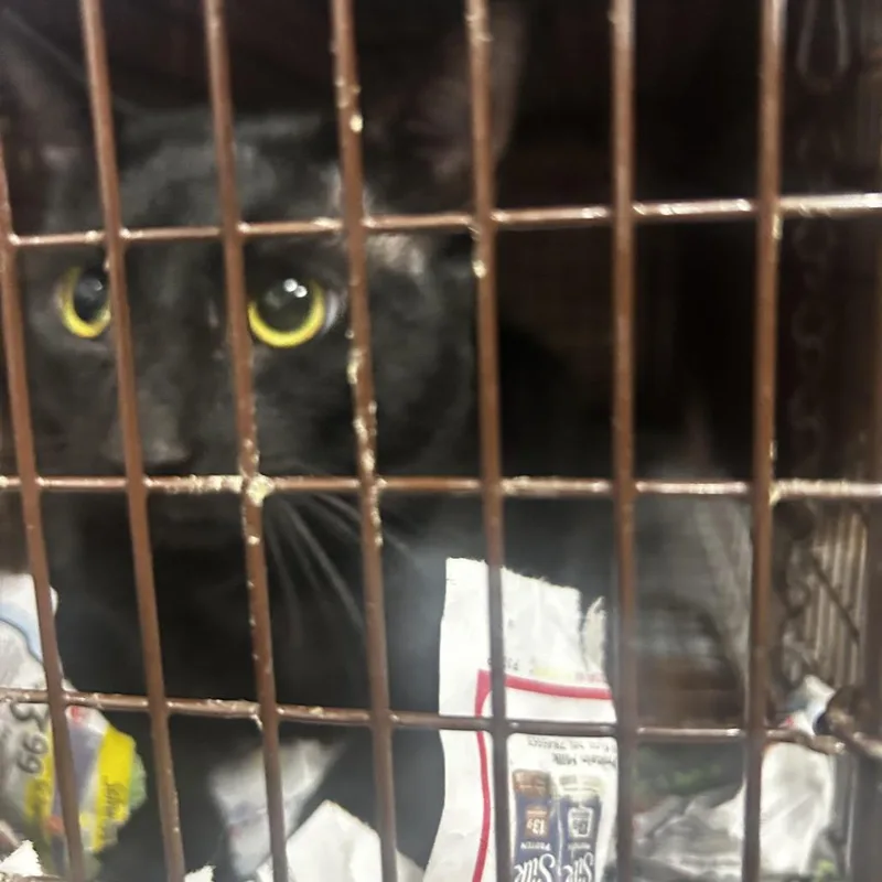 An adult large-sized male Black Domestic Short Hair cat named Riley for adoption in Newark, NJ