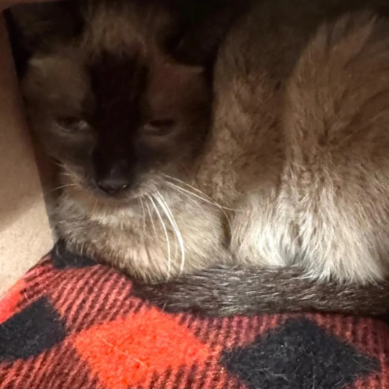 A young medium-sized female Seal Point Siamese cat named Sabrina for adoption in Wheeling, IL