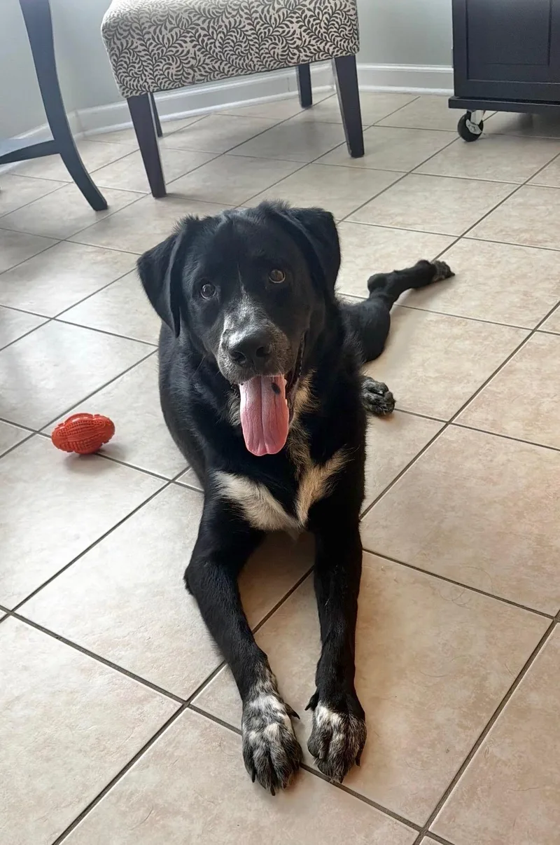 An adult large-sized female Labrador Retriever dog named Missy for adoption in Hillsdale, NY