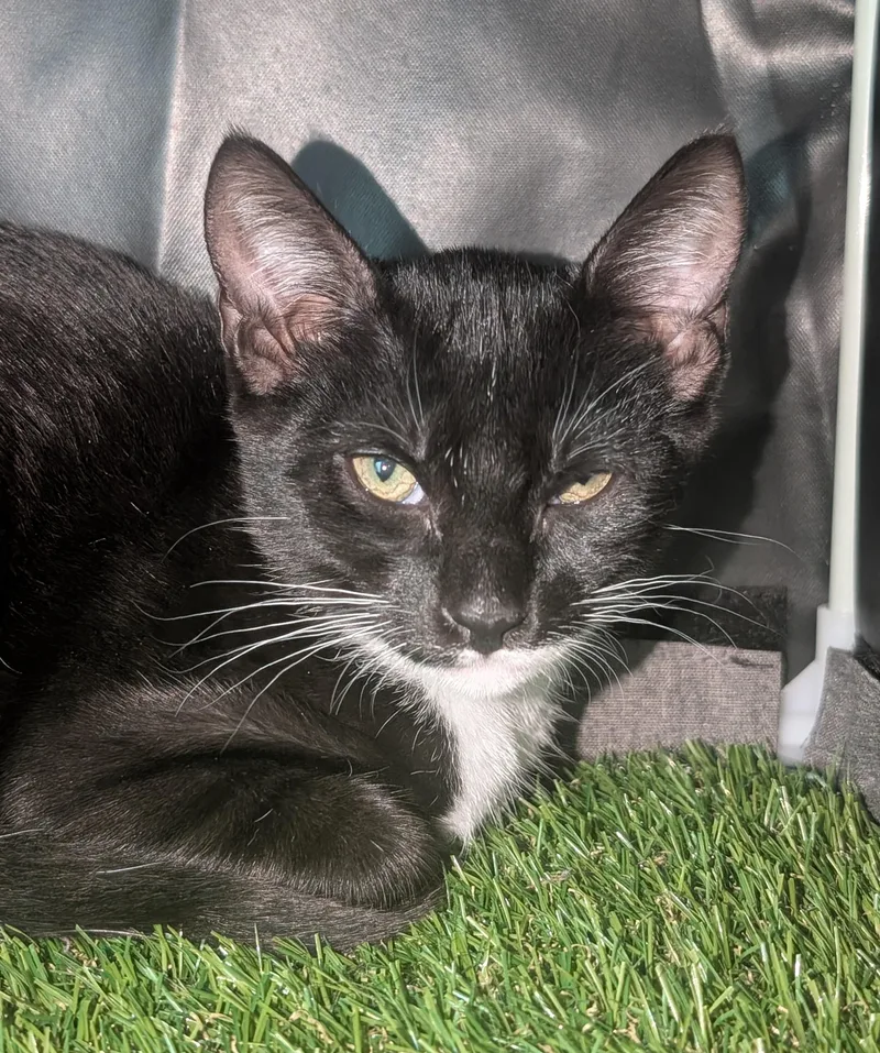 A baby medium-sized female Black & White / Tuxedo Domestic Short Hair cat named Millie for adoption in Palm Harbor, FL