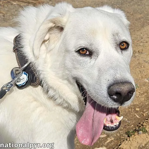 An adult extra large-sized male White / Cream Great Pyrenees dog named Ray In Nj for adoption in Beacon, NY