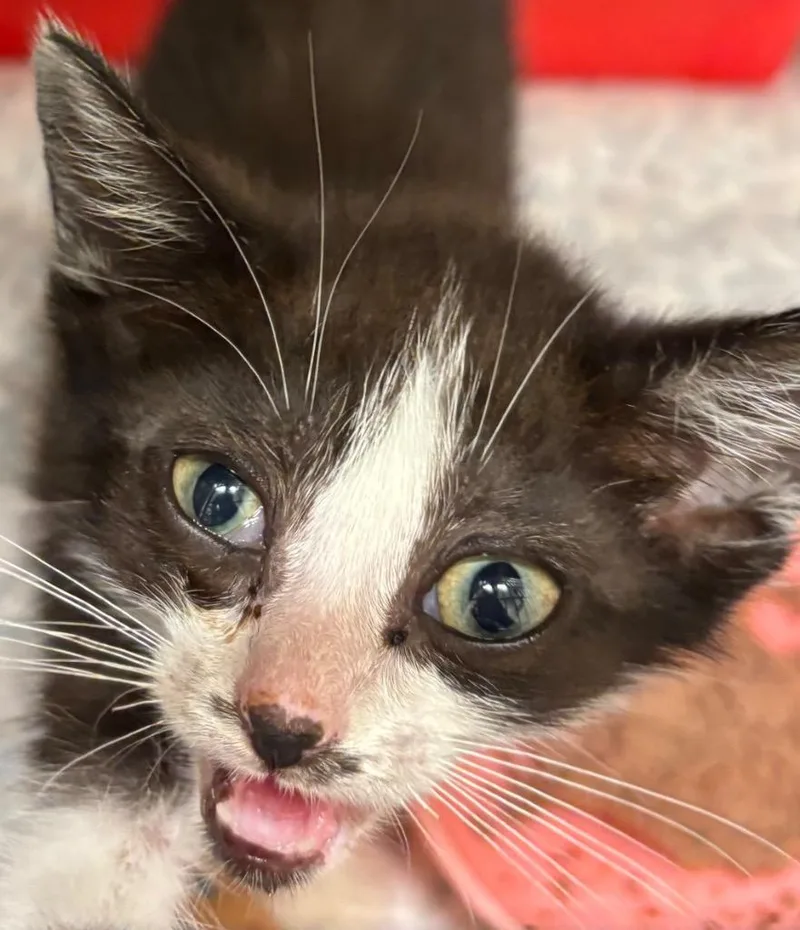 A baby small-sized female Domestic Short Hair cat named Tori for adoption in Elizabethton, TN