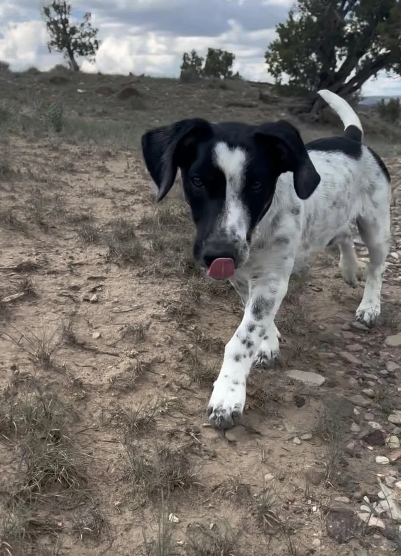 A baby medium-sized male Cattle Dog dog named Parker for adoption in Chinle, AZ