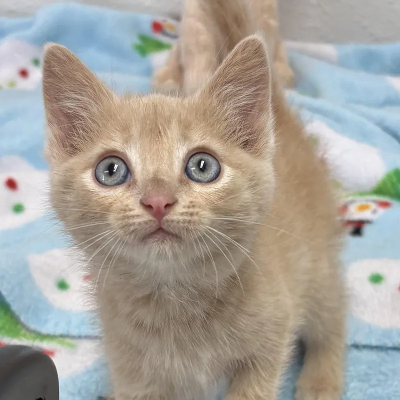 A baby medium-sized female Tabby (Buff / Tan / Fawn) Domestic Short Hair cat named Miss Lincoln for adoption in Charles City, IA