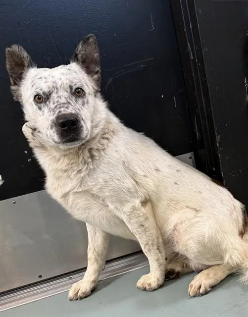 An adult medium-sized male Australian Cattle Dog / Blue Heeler dog named Solo Vino for adoption in Lancaster, CA