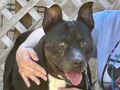An adult large-sized male Black Mixed Breed dog named Jerry for adoption in Georgetown, TX