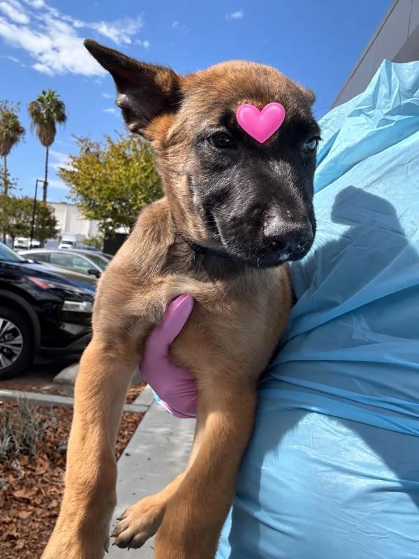 A baby small-sized male Belgian Shepherd / Sheepdog dog named Jack Links for adoption in El Cajon, CA