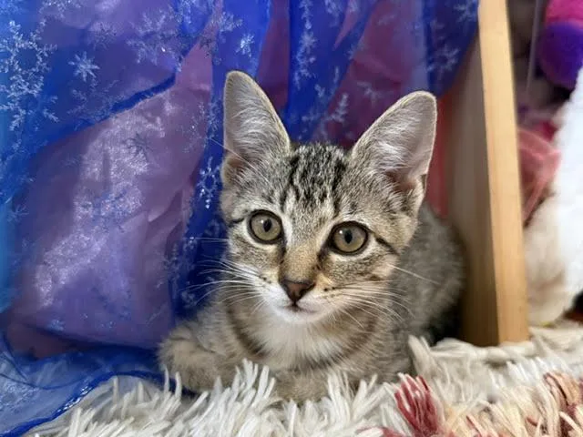 A baby small-sized female Domestic Short Hair cat named Matilda for adoption in Mayfield, NY