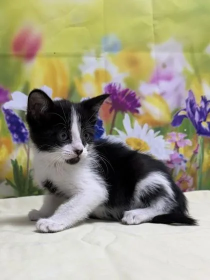 A young small-sized female Domestic Short Hair cat named Ambrosia for adoption in San Antonio, TX