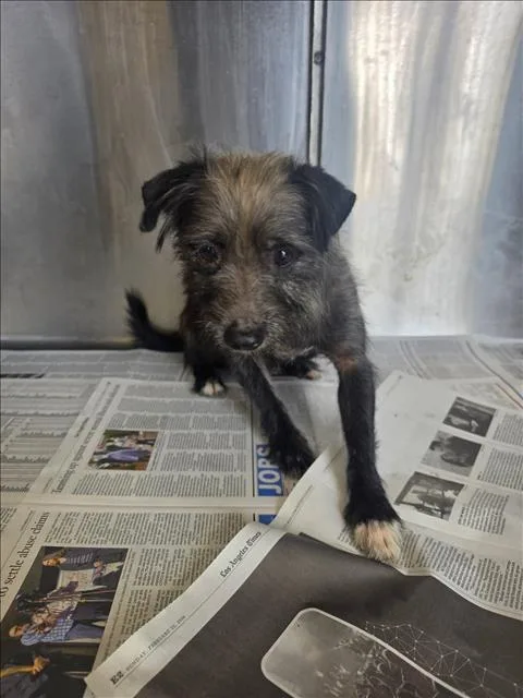 An adult small-sized male Chihuahua dog named Hops for adoption in Los Angeles, CA