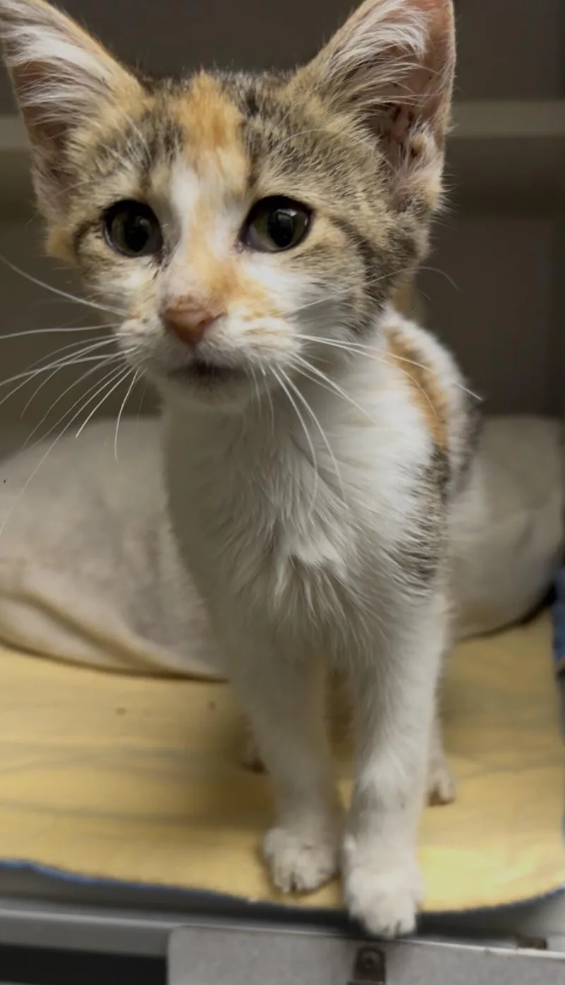 A young small-sized female Calico Domestic Short Hair cat named Marion for adoption in Osseo, MI