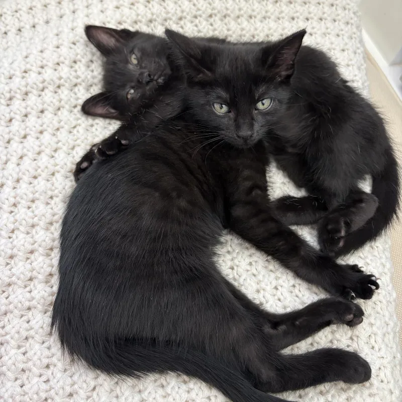 A baby small-sized male Domestic Short Hair cat named Milo for adoption in Cumming, GA