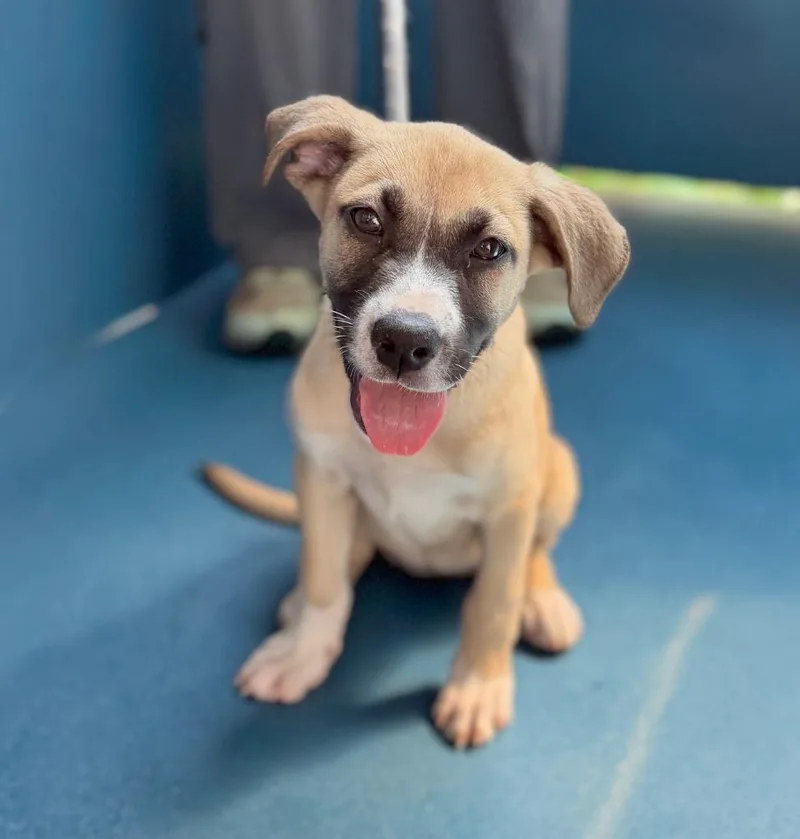 A baby medium-sized female Mixed Breed dog named Amelia for adoption in Ellijay, GA