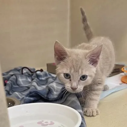 An adult small-sized male Domestic Short Hair cat named Henry for adoption in Voorhees, NJ