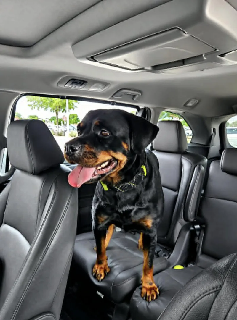 A young large-sized female Rottweiler dog named ROXY Rottweiler for adoption in Allen, TX