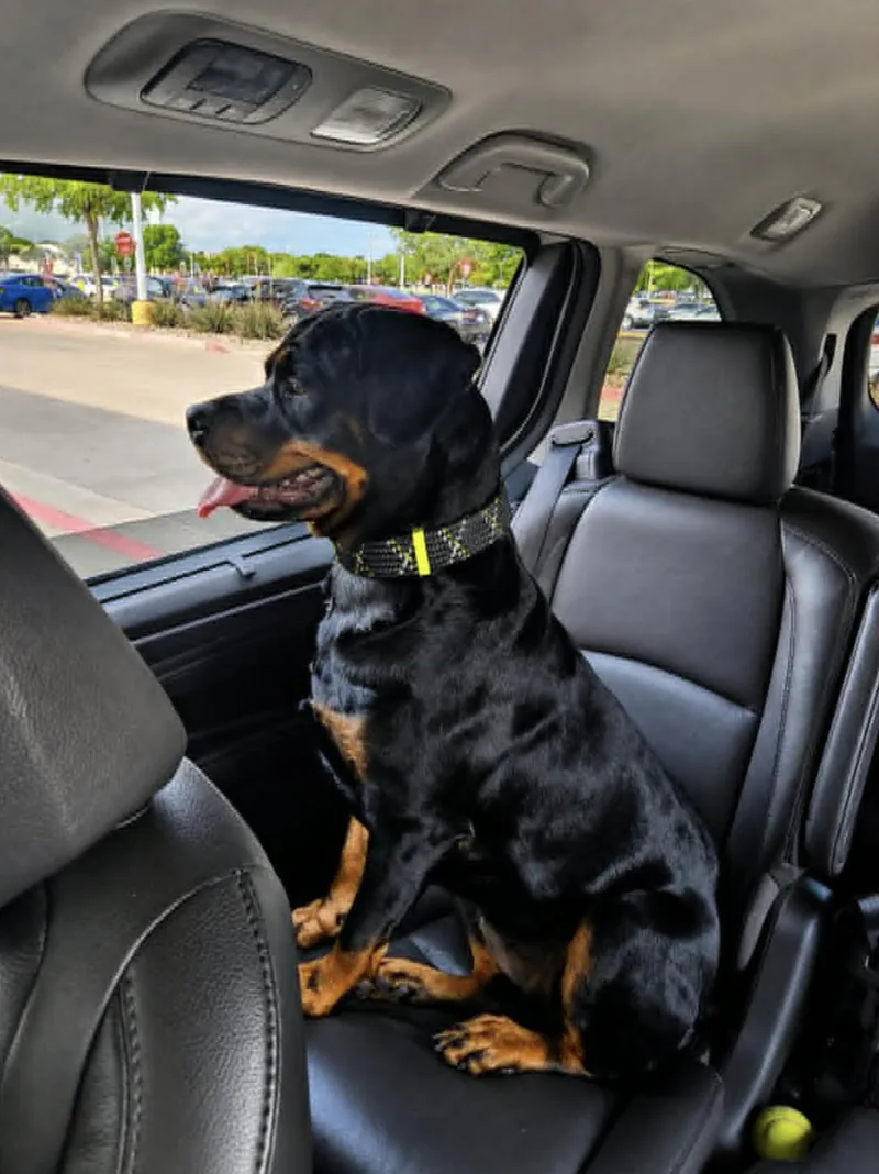 ROXY Rottweiler thumbnail 3