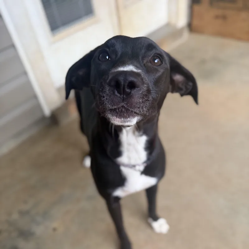A young medium-sized female Labrador Retriever dog named Jasmine for adoption in Bethpage, NY
