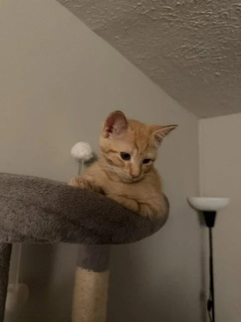 A baby medium-sized female Orange / Red Domestic Short Hair cat named Edie for adoption in Herndon, VA