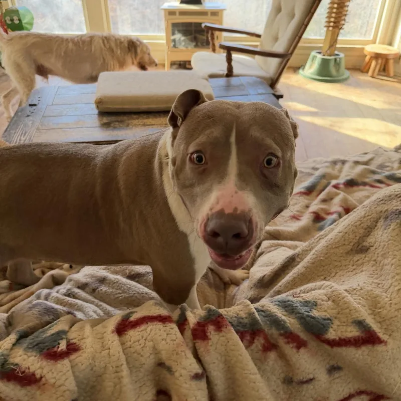 A young large-sized male Sable Pit Bull Terrier dog named Tank Jr for adoption in CUMMING, GA
