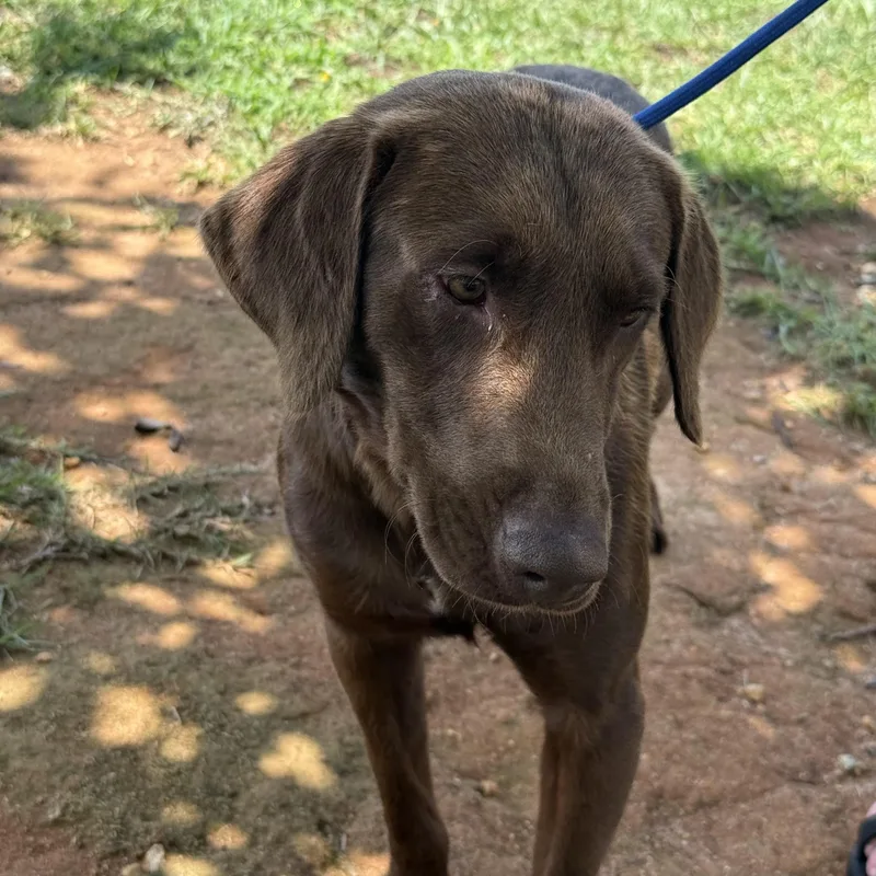 An adult medium-sized male Brown / Chocolate Chocolate Labrador Retriever dog named Cowboy Carl for adoption in Columbia, SC