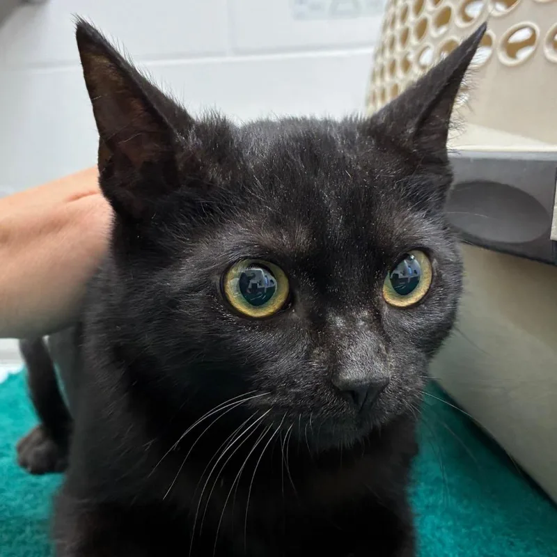 A young medium-sized male Black Domestic Short Hair cat named Comette for adoption in Corpus Christi, TX