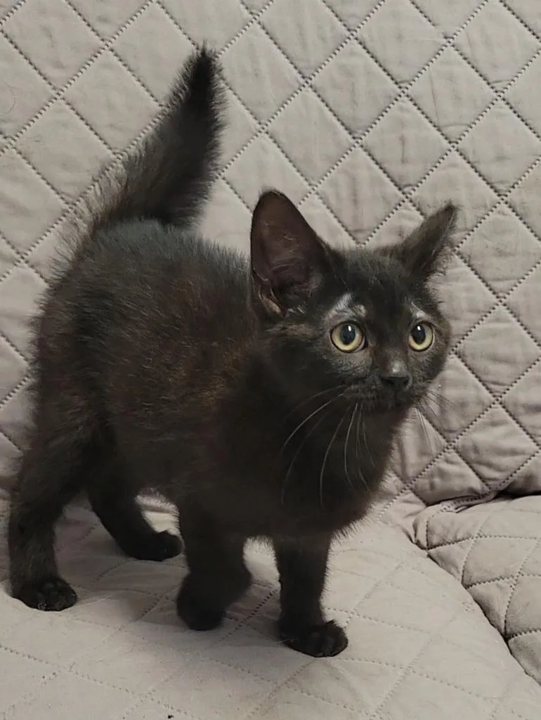 A baby medium-sized male Domestic Short Hair cat named Michael Scott for adoption in Sandusky, OH