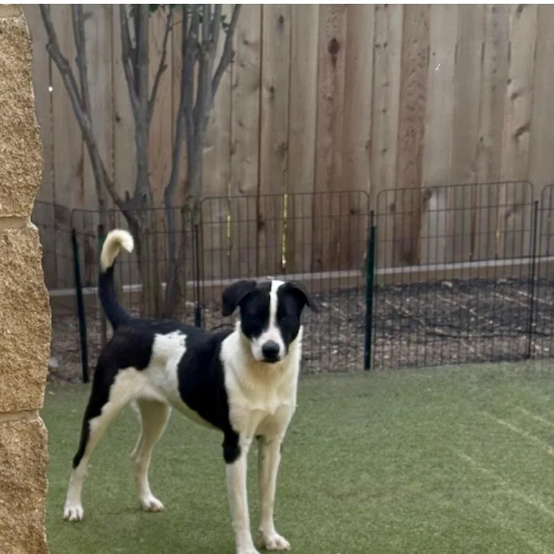 A young medium-sized female Labrador Retriever dog named Charlotte for adoption in Norwalk, CT