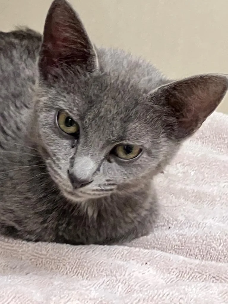 A baby medium-sized female Domestic Short Hair cat named Chloe for adoption in Christiansburg, VA