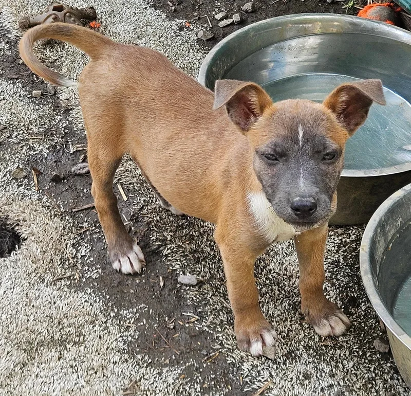 A baby medium-sized female Brown / Chocolate Terrier dog named Fern Flintstone for adoption in Andover, MA