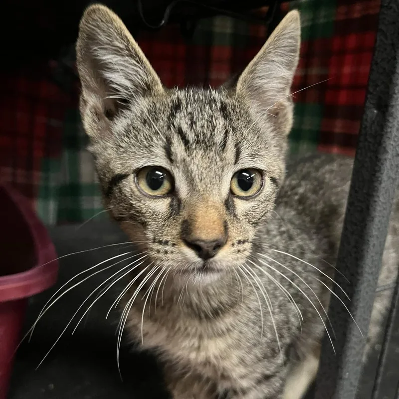 A baby small-sized male Gray / Blue / Silver Domestic Short Hair cat named Vapor for adoption in Willows, CA