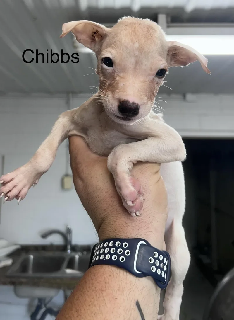 Chibbs
