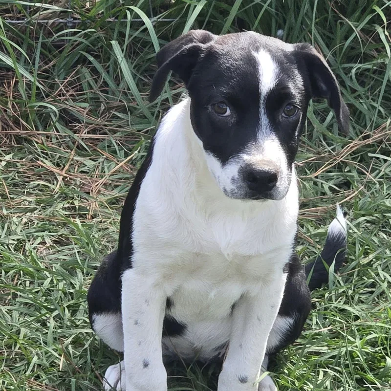 A baby medium-sized female Black Catahoula Leopard Dog named Nesta for adoption in Tylertown, MS