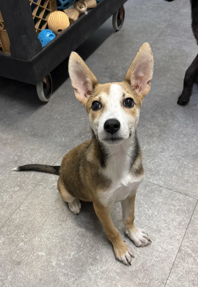A young medium-sized female Apricot / Beige German Shepherd Dog dog named Java for adoption in Delhi, NY