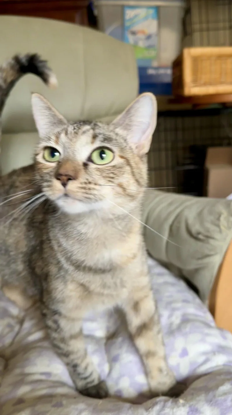 A baby medium-sized female Tortoiseshell cat named Maddie for adoption in Phoenix, AZ