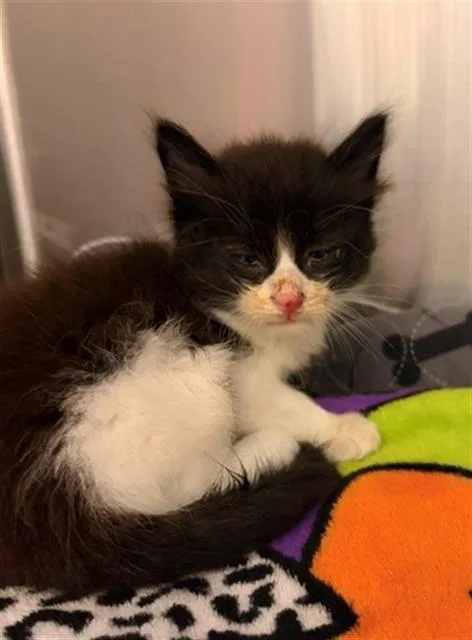 A baby small-sized male Domestic Medium Hair cat named Triton for adoption in Baytown, TX