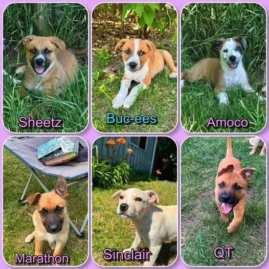 A baby medium-sized female German Shepherd Dog dog named Gas Station Litters puppies for adoption in Traverse City, MI