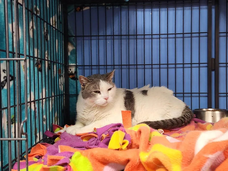 Miss Buddy thumbnail 2